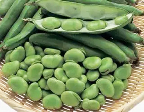 蠶豆保鮮冷庫(kù).jpg 蠶豆保鮮冷庫(kù).jpg